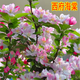 綠化苗木 西府海棠 垂絲海棠 北美海棠樹(shù)苗 海棠花苗 高桿海棠苗 西府海棠2公分 不含盆