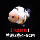 金魚（Jinyu）【精品高質(zhì)】蘭壽金魚淡水錦鯉觀賞魚國粹耐活好養(yǎng) 蘭壽3條4-5CM【可選顏色】