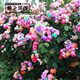 6顆6年薔薇花苗四季開(kāi)花薔薇牡丹花苗正宗精品薔薇爬藤大花濃香庭院植物盆栽花卉玫瑰月季爬墻玫瑰墻薇 混搭隨機6年苗【23號】6顆