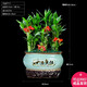 幼薇節(jié)節(jié)高富貴竹植物客廳轉(zhuǎn)運(yùn)綠植盆栽辦公室內(nèi)桌面好養(yǎng)盆景四季常青 九棵富貴竹+財(cái)源廣進(jìn)E款盆 帶盆栽好
