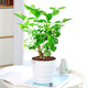 【雅之典】重瓣茉莉花盆栽室內(nèi)觀花植物四季好養(yǎng)帶花苞開花不斷綠植 茉莉花3年苗【螺紋盆】當(dāng)年開花 好養(yǎng)活