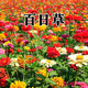 簡(jiǎn)雪花卉種子花籽四季種易活四季開(kāi)花室外鮮花盆栽種植庭院室內(nèi)多年生 百日草種子1斤