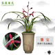 劉閣蘭花蘭花苗 色花精品 墨寶 現(xiàn)帶花苞出售高檔好養(yǎng)室內(nèi)外花卉盆栽 2苗連體壯苗裸根帶花