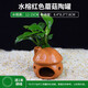 寵小帥魚(yú)缸陶罐水榕造景擺件活體真水草莫斯躲避屋真植物魚(yú)蝦繁殖裝飾品 水榕-紅色蘑菇陶罐