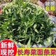 新鮮野菜面條菜野生面條菜柳葉菜蒸野菜蔬菜長(cháng)壽菜養生菜現挖現發(fā) 2000g