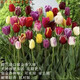 秋芊卉進(jìn)口一代重瓣郁金香冬季耐寒混色水培地栽荷蘭郁金香土培室內花卉 2-3CM直徑種球100顆（多種顏色混發(fā) 一代球＋肥料