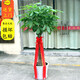 胡麗大型綠植客廳大盆栽室內(nèi)客廳綠植盆栽辦公室盆栽開業(yè)喬遷送禮綠植 單桿發(fā)財(cái)樹1.7-1.9米 含盆