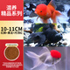金魚(yú)觀(guān)賞魚(yú)冷水魚(yú)好養活魚(yú)小型魚(yú)淡水魚(yú)招財魚(yú)丹頂紅不加溫國獅魚(yú) 10-11CM紅獅+丹頂紅+黑龍各1條
