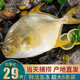 鮮漁翁海捕金鯧魚大號(hào)500g/條深海魚平魚金昌魚新鮮生鮮魚類送禮年貨節(jié) 超大號(hào) 4條（600g/條）