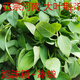 鹿凌青河南大葉荊芥菜新鮮荊芥帶根新鮮蔬菜調味菜涼拌菜 新鮮兩斤裝