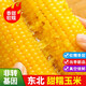 栗品優(yōu) 玉米 東北玉米棒即食粘黏玉米黑玉米粗糧代餐蔬菜 【健康輕食】糯玉米8支