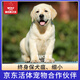 京狼圖騰終身保犬瘟細小 拉布拉多幼犬 雙血統(tǒng) 寵物狗狗活體警犬大型犬 血統(tǒng)級 3