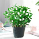 【雅之典】重瓣茉莉花盆栽室內(nèi)觀花植物四季好養(yǎng)帶花苞開花不斷綠植 (推薦款)茉莉花10-12顆【原盆】 好養(yǎng)活