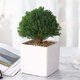 幼薇霧凇盆景綠色桌面植物雪松盆栽辦公室室內四季常青好養水松小綠植 霧凇盆栽+正方形全白瓷盆 帶盆栽好
