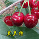 HUAHUIYOU正宗煙臺大櫻美國車(chē)厘子苗果樹(shù)苗南北方盆栽地栽種植櫻桃苗 黑蘭特5年苗 當年結果 81cm(含)-110cm(含)