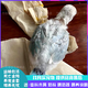 萬百惠小太陽半毛活體牡丹虎皮幼鳥觀賞鳥幼鳥喂奶寵物鳥家養(yǎng)親人可上手 碧云天牡丹半毛1只