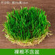 鑫干和銅錢(qián)草水培盆栽室內(nèi)室外花卉金錢(qián)草綠植吸綠植花草植物 銅錢(qián)草根系一份