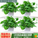 思蘭綠蘿盆栽大盆景室內(nèi)新房吸除甲醛鮮活綠植物花卉長藤大葉綠籮批發(fā) 180大純白盆儲水綠蘿【4盆】10肥