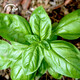 壽禾家庭花草盆栽香草植物迷迭香百里香甜羅勒九層塔陽(yáng)臺(tái)種植盆栽苗 羅勒幼苗 15棵+3棵