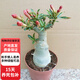 沙漠玫瑰盆栽花苗重瓣帶花老樁陽(yáng)臺花卉多肉植物D7 中款沙漠玫瑰 不含盆