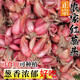 農(nóng)家正宗紅蔥頭新鮮火蔥頭四季小香蔥黃蔥頭干蔥種子熬蔥油酥批發(fā) 3斤 【凈重2.5-3斤】 精品小紅蔥頭【品質(zhì)推薦/帶芽】