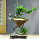 自然空間福建茶盆景天空之城小號(hào)飄枝藝術(shù)辦公室盆栽+靜思+馬 源頭直發(fā)