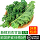 綠食者 羽衣甘藍(lán) 綠葉甘蘭嫩葉芥藍(lán)菜kale西餐沙拉健康輕食新鮮蔬菜 500g