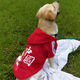 Lanswood 狗狗衣服拉布拉多金毛大型犬小型犬泰迪柯基柴犬狗衣服中大型犬 紅衣-中國年獸 7X建議50斤左右