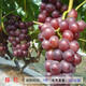 言清 買(mǎi)2顆送1顆 嫁接葡萄樹(shù)苗 葡萄苗南北方庭院陽(yáng)臺盆栽地栽果樹(shù)苗 藤稔 六年大苗當年結果