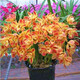 蘭花苗大花蕙蘭墨蘭 虎頭蘭當(dāng)年開(kāi)花大花惠蘭春蘭苗盆栽室內(nèi)陽(yáng)臺(tái)桌面花卉 黃淳水晶