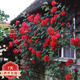 爬藤月季特大季盆栽地載花苗庭院藤本植物歐月薔薇玫瑰果汁陽臺藍色風暴粉龍 藤女孩【爬藤】