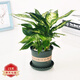 蝴蝶之舞 金鉆豆瓣綠發(fā)財(cái)樹植物室內(nèi)花卉小綠植 吊蘭文竹花苗綠植盆栽 銀皇后 不含盆