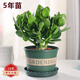 蝴蝶之舞 玉樹(shù)盆栽老樁盆景大型多肉植物室內陽(yáng)臺辦公桌紅邊大葉多肉植物 玉樹(shù)5年苗（桿子2.5cm粗30cm高 不含盆