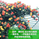 [帶花苞發(fā)貨 1.3米大苗】薔薇花苗藤本月季大花濃香庭院爬藤植物花卉盆栽陽(yáng)臺木香爬墻四季 藤彩虹多花1.3米以上【帶原土發(fā)貨】 不含盆