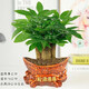 發(fā)財樹盆栽室內(nèi)綠植花卉桌面小盆景四季常青易養(yǎng)活凈化空氣除甲醛 三桿發(fā)財樹+財源滾滾瓷盆