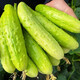 海陽(yáng)白玉黃瓜（現摘現發(fā)）時(shí)令新鮮生吃水果白黃瓜蔬菜小青瓜 山東特產(chǎn) 5斤禮盒（凈重4.5斤以上）