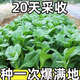 新種25天四季菜心種子廣東四九甜脆菜心耐熱油青耐高溫農(nóng)家易種 標(biāo)準(zhǔn) 剛到新種1包100粒（新手試種）