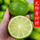 HUAHUIYOU青檸檬苗海南無(wú)核青檸檬苗嫁接果樹(shù)苗南北方種水果苗木盆栽地栽 兩年小苗 40cm(含)-50cm(不含)