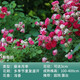 花友中夢(mèng)1.5米高大苗爬藤月季大苗濃香大花庭院陽(yáng)臺種植 胭脂扣 1.5米(大苗)