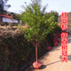 正宗南方紅豆杉大樹苗綠植地栽盆栽綠化別墅庭院室內(nèi)種紅豆杉樹苗 30到50高度裸根苗 不含盆