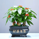 幼薇發(fā)財(cái)樹盆栽樹樁招財(cái)室內(nèi)大型綠植開業(yè)送禮前臺大號金錢樹四季常青 三棵發(fā)財(cái)樹+烏金財(cái)源滾滾盆 帶盆栽好