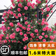 坤卉薔薇花苗爬藤耐寒藤本月季特大爬墻花卉陽臺盆栽庭院植物四季開花 粉色達(dá)芬奇（當(dāng)年開花爆滿） 1.6米左右爬藤特大苗
