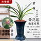 華香園蘭花 君荷 建蘭八大名品之一 蘭花苗 濃香型不帶花苞辦公室內(nèi)盆栽 君荷5苗帶盆(藍(lán)束腰)帶花苞
