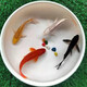 【包活包損】錦鯉活魚(yú)觀(guān)賞魚(yú)活體好養耐活冷水淡水魚(yú)日系錦鯉金魚(yú) 黃金+白金+黑金+火鯉 29--32cm