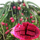 HUAHUIYOU红心红肉火龙果苗盆栽果树苗南方北方四季阳台种植水果苗 红水晶（三棵 当年结果） 15cm(含)-30cm(不含)