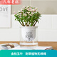 雅卉水培植物盆栽發(fā)財(cái)樹(shù)辦公室內(nèi)小綠植蘆薈吊蘭花卉盆栽好養(yǎng) 【懶人盆】金枝玉葉 含盆