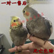 仟蕓純手養(yǎng)玄鳳鸚鵡活鳥黃化幼鳥鸚鵡雛鳥原始灰白子會說話會唱歌寵物 4個月手養(yǎng)[珍珠+原始]1對
