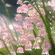 垂絲鈴蘭花苗帶芽帶根花苞盆栽耐寒好養(yǎng)植物花卉綠植四季開花 粉色垂絲鈴蘭【5棵裝】 垂絲鈴蘭【新客送三顆】
