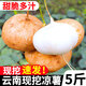 中鮮生 云南新鮮涼薯地瓜農(nóng)家土瓜新鮮水果生吃 5斤裝 中果