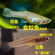 采緹（CAITI）食蚊魚 能生小魚的魚 滅蚊蟲工具魚 飼料魚 群游觀賞魚群游冷水魚 食蚊魚1-2cm左右20+5條防損